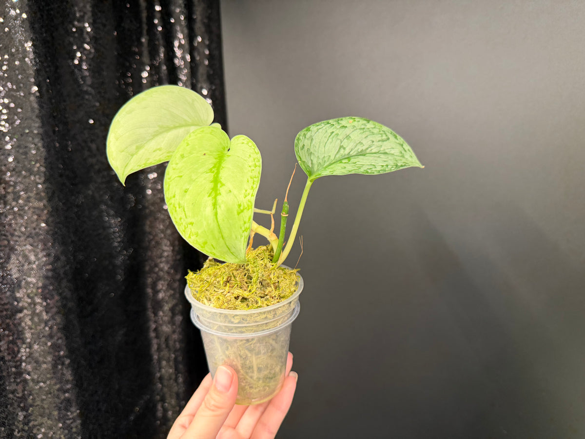 Scindapsus Silver Swan