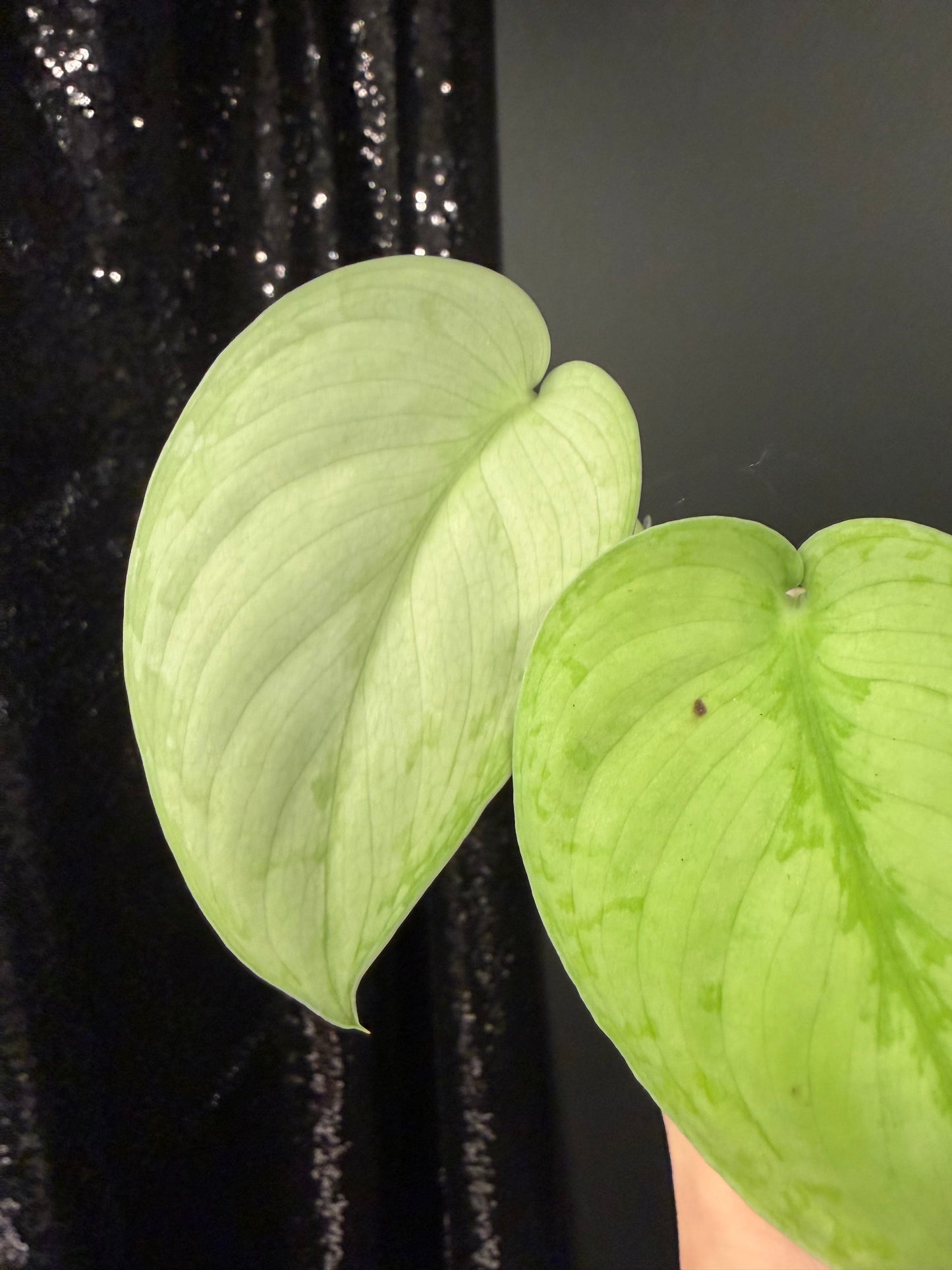 Scindapsus Silver Swan