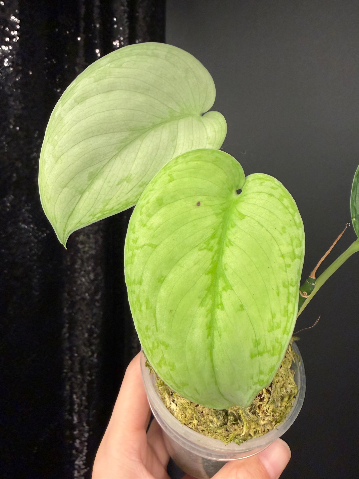Scindapsus Silver Swan