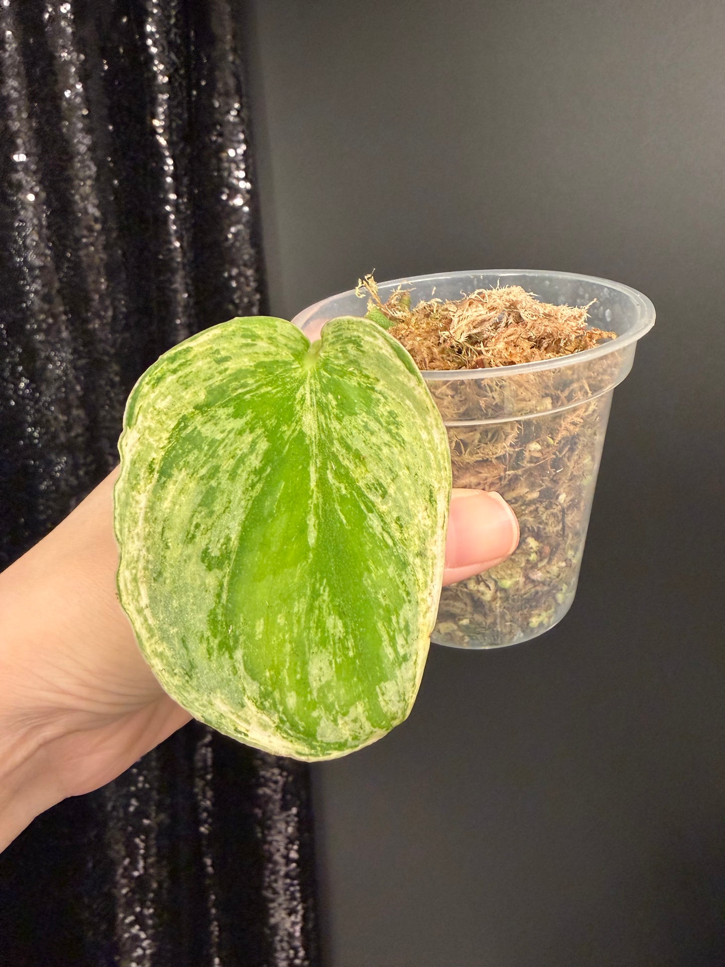 Scindapsus Silver Knight Variegated Cutting