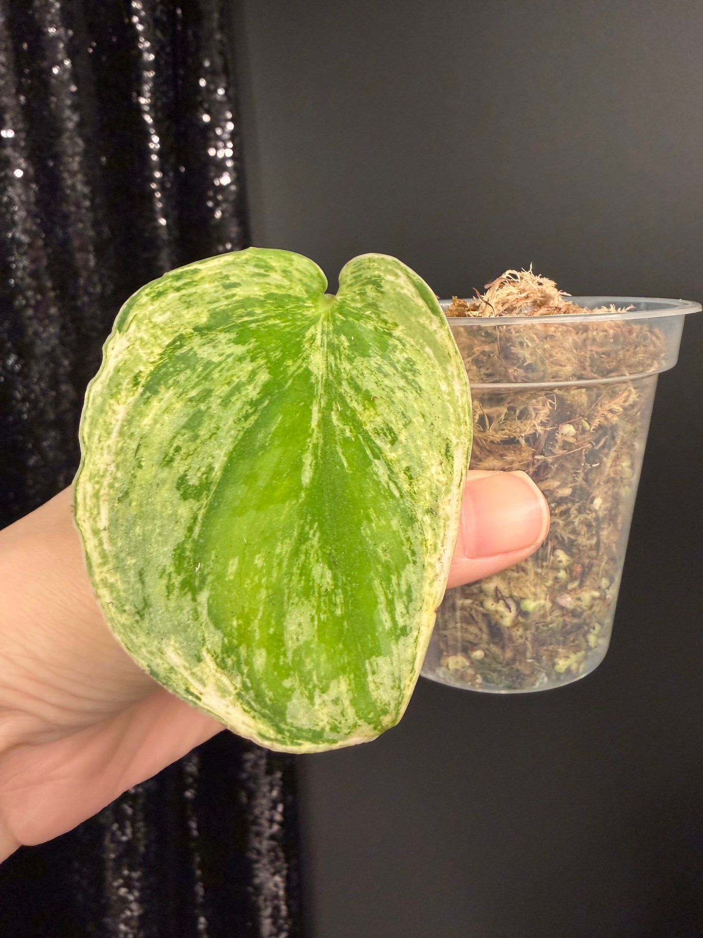 Scindapsus Silver Knight Variegated Cutting