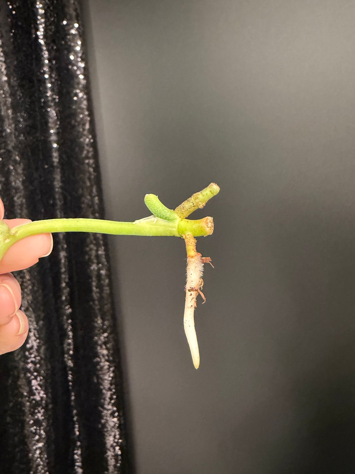 Scindapsus Silver Knight Variegated Cutting