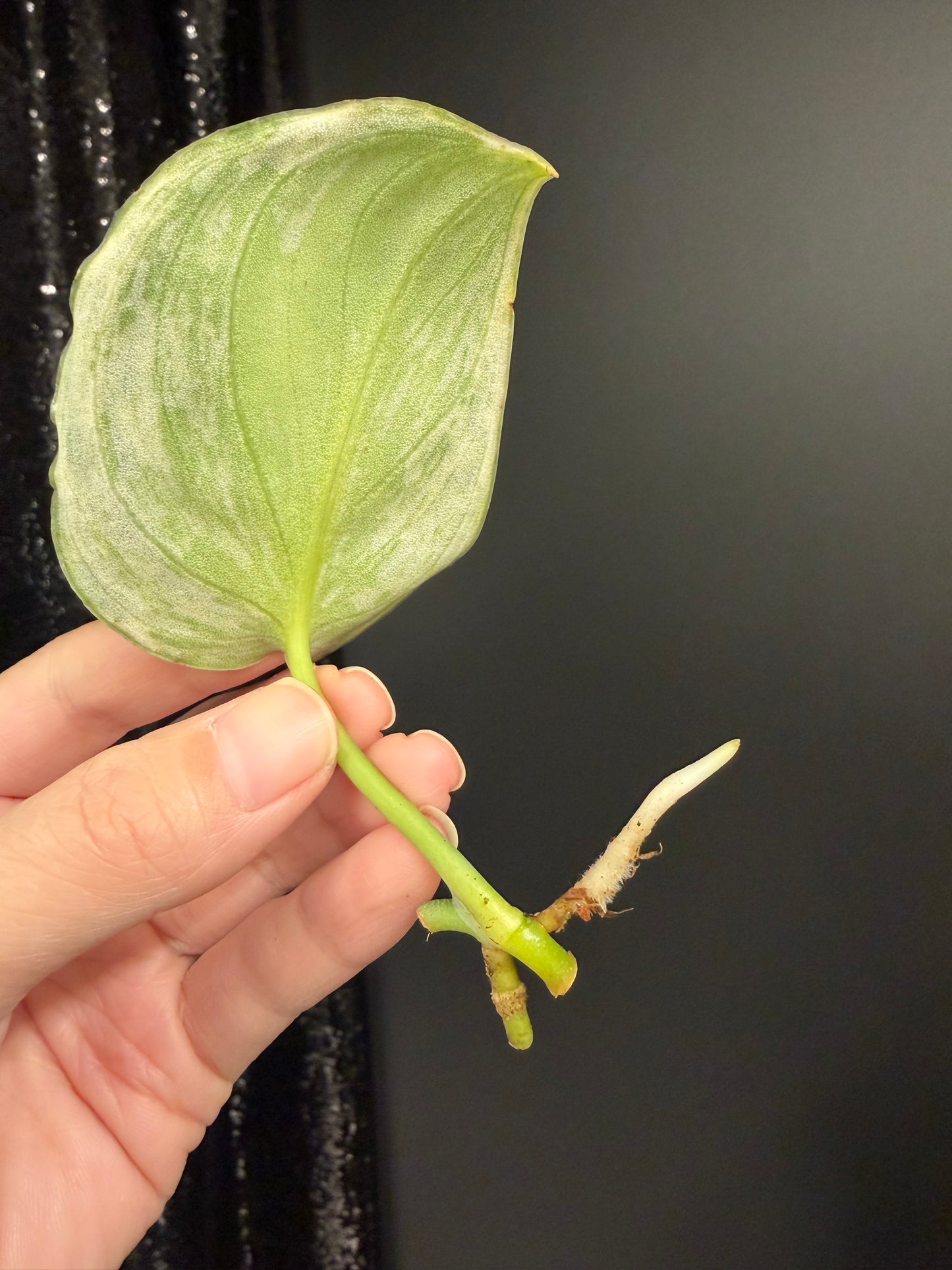 Scindapsus Silver Knight Variegated Cutting