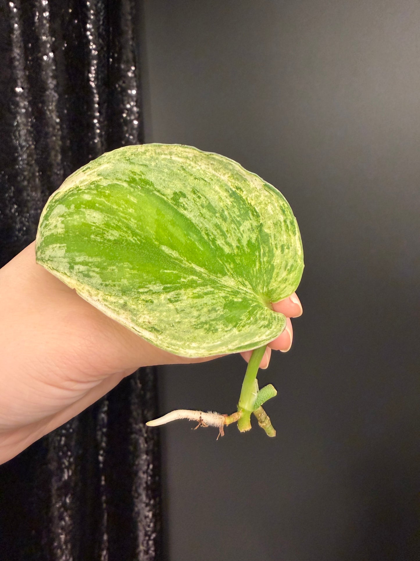 Scindapsus Silver Knight Variegated Cutting