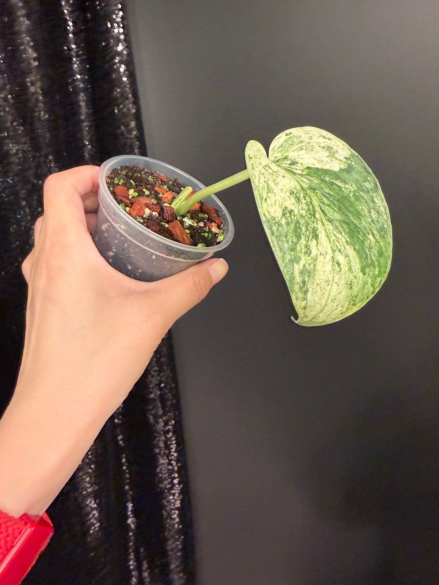 Scindapsus Halimoon, Rooted 1 Leaf Cutting with New Growth