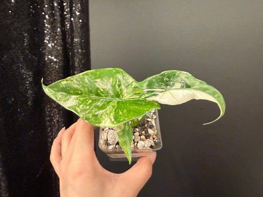 Alocasia Simple Albo, exact plant