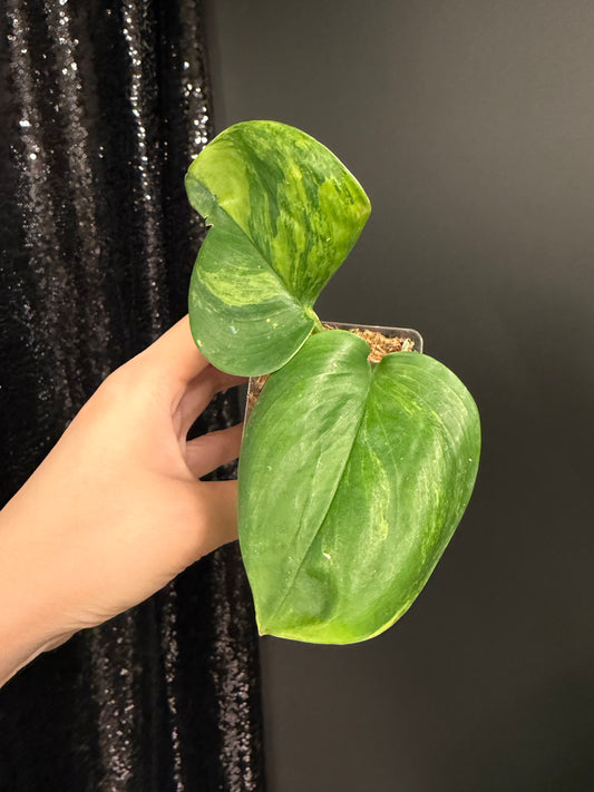 Scindapsus Green on Green IMPERFECT Leaf Rooted Cutting