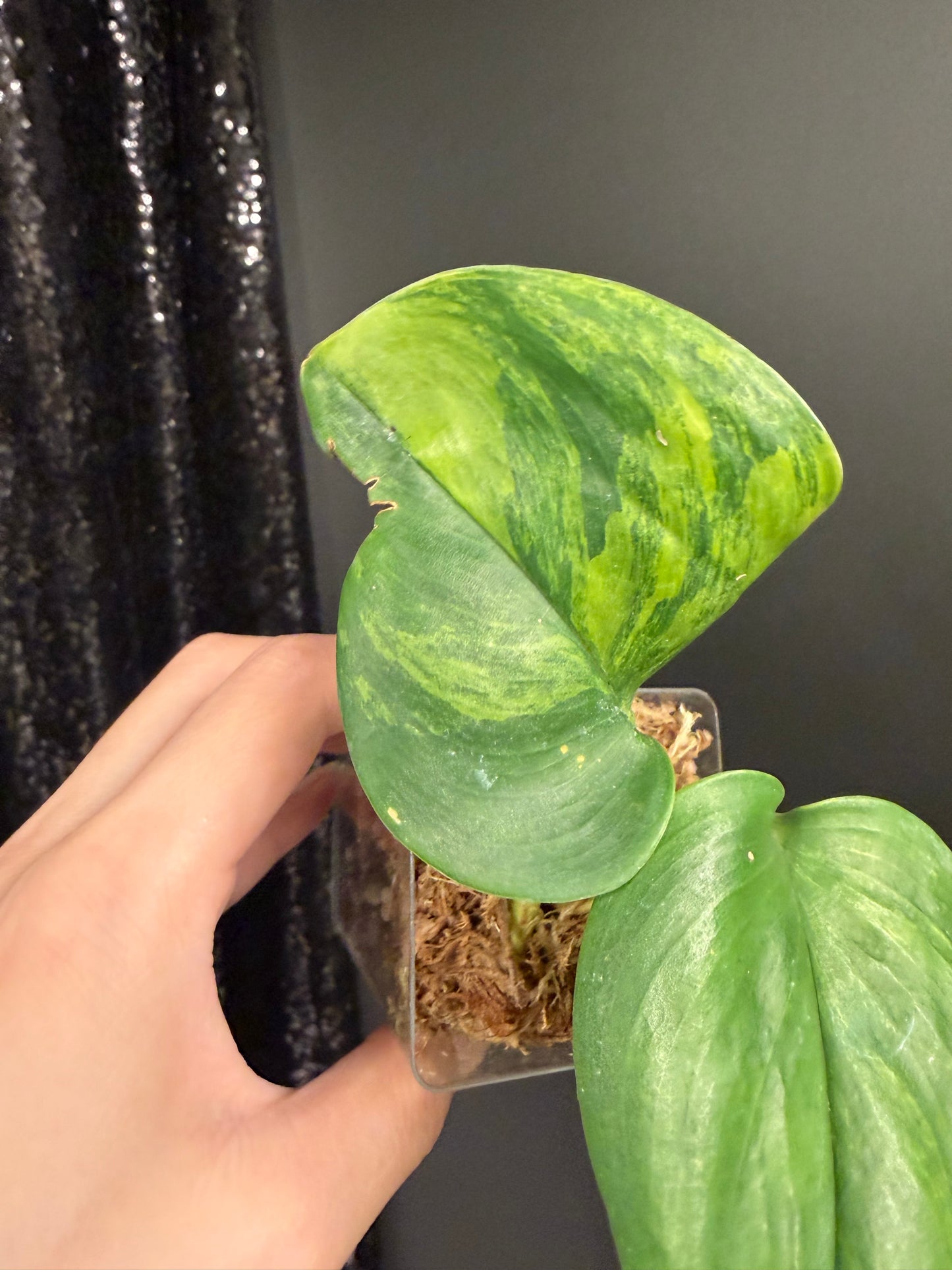 Scindapsus Green on Green IMPERFECT Leaf Rooted Cutting