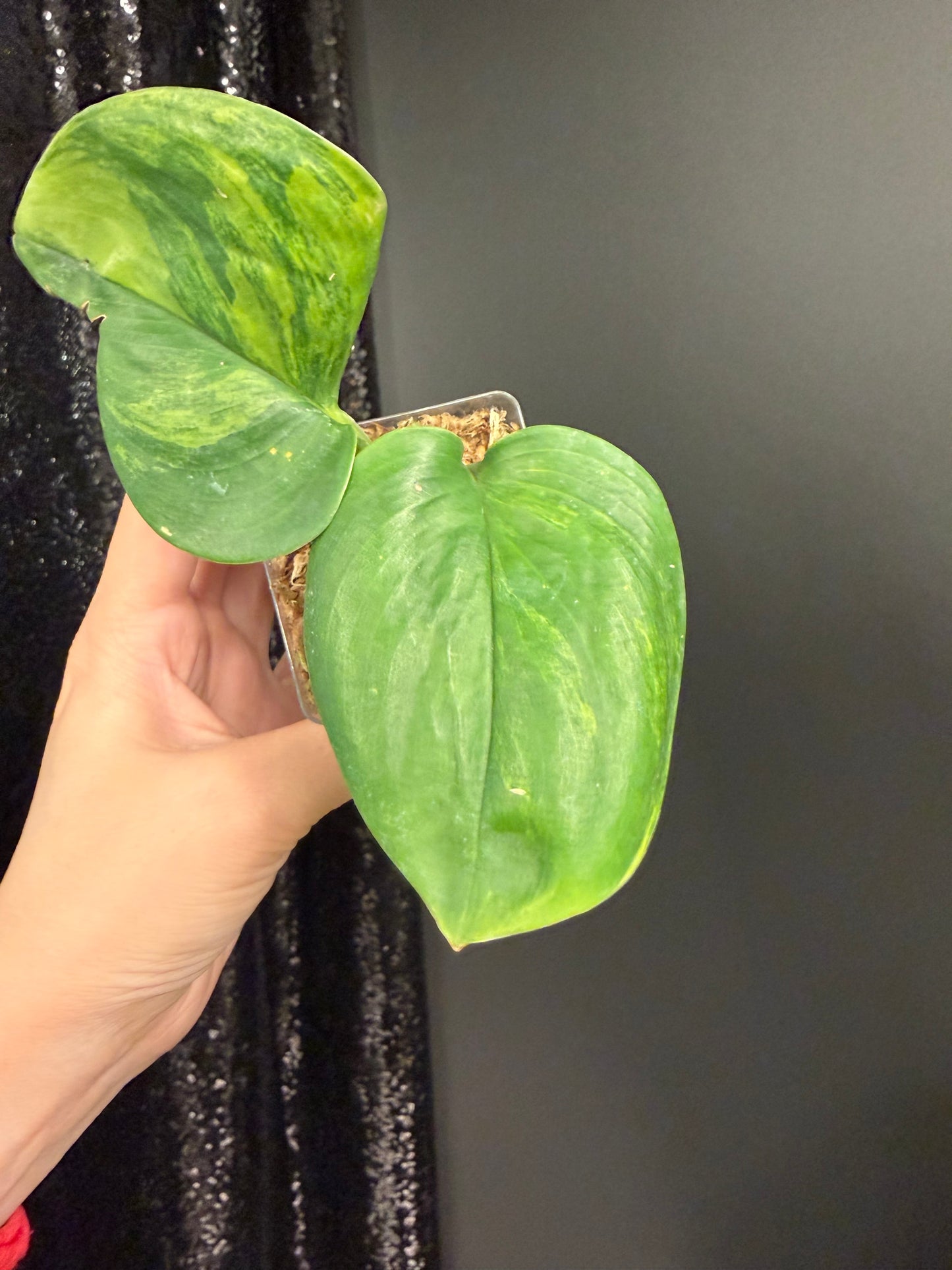 Scindapsus Green on Green IMPERFECT Leaf Rooted Cutting