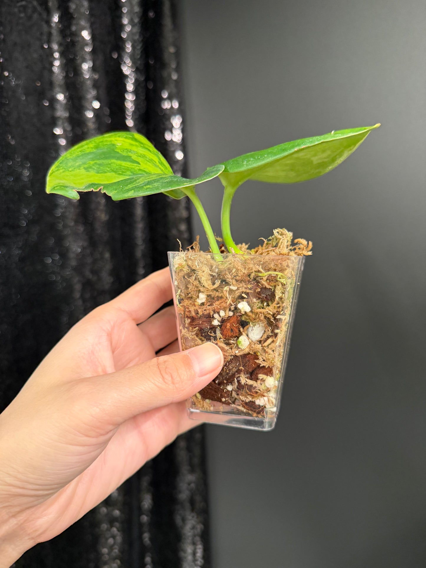 Scindapsus Green on Green IMPERFECT Leaf Rooted Cutting