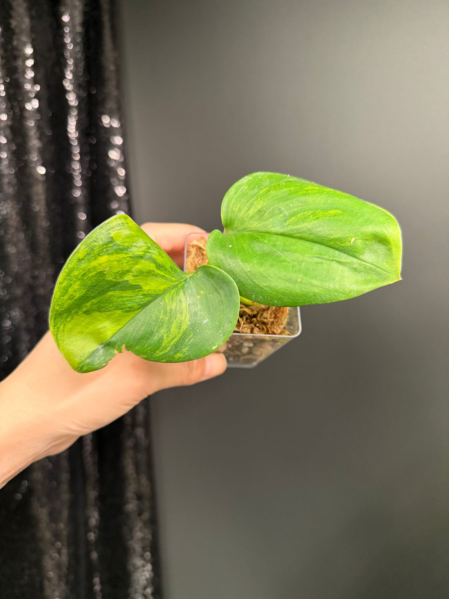 Scindapsus Green on Green IMPERFECT Leaf Rooted Cutting