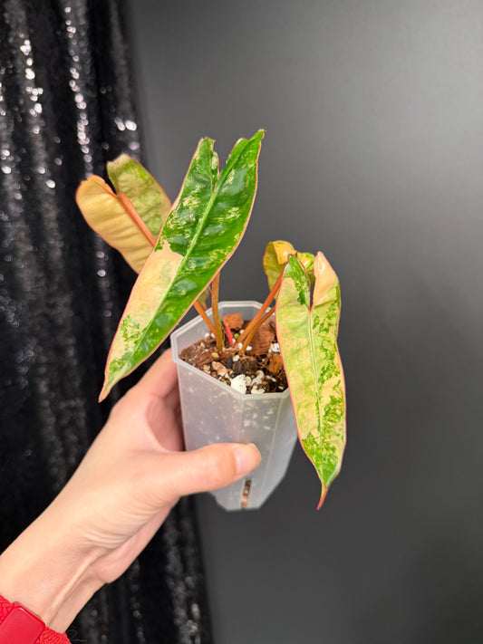 Philodendron Billietiae Variegated in 2.6" Pot