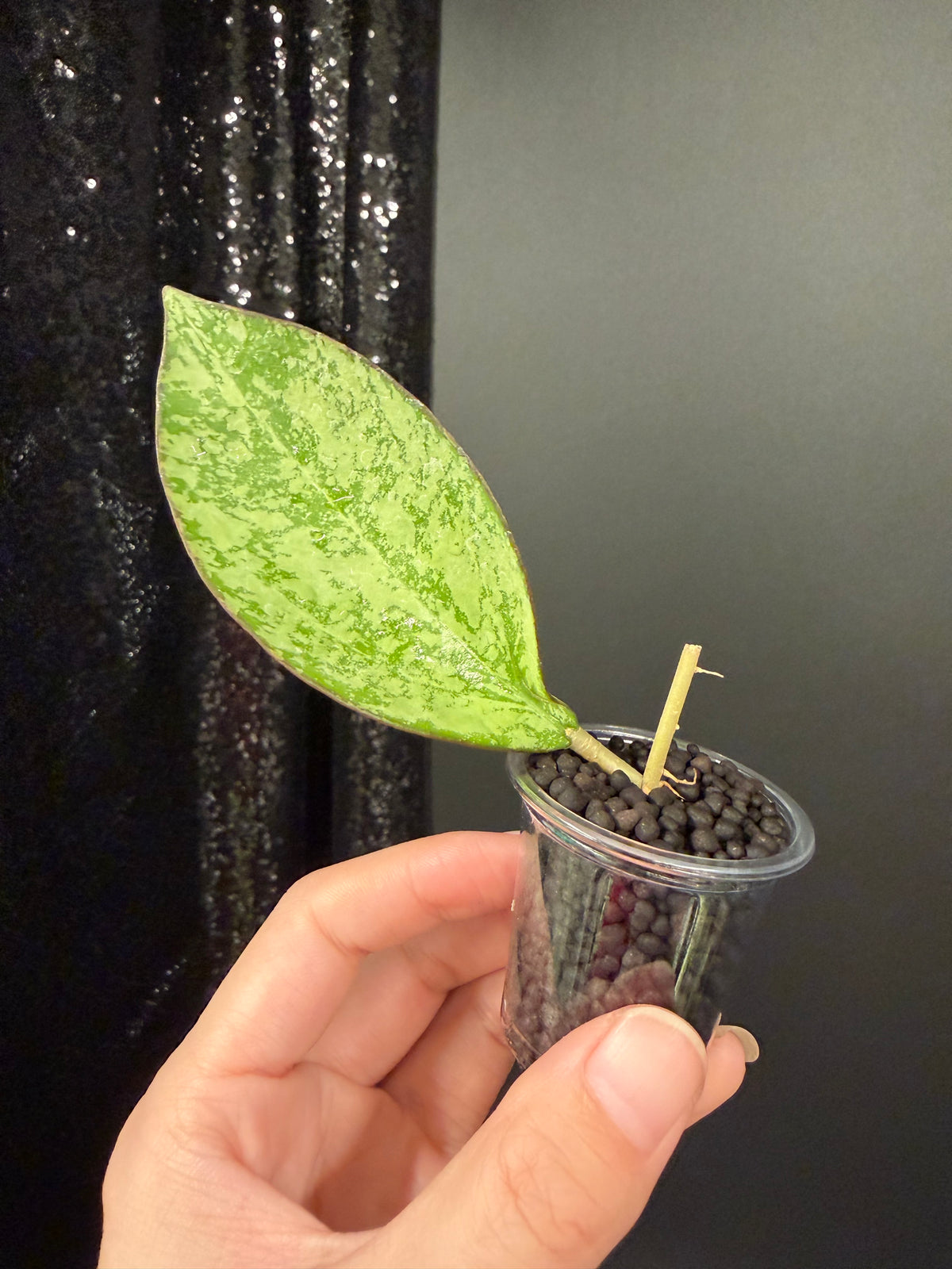 Hoya Patcharawalai 023 Splash, Rooted Cutting