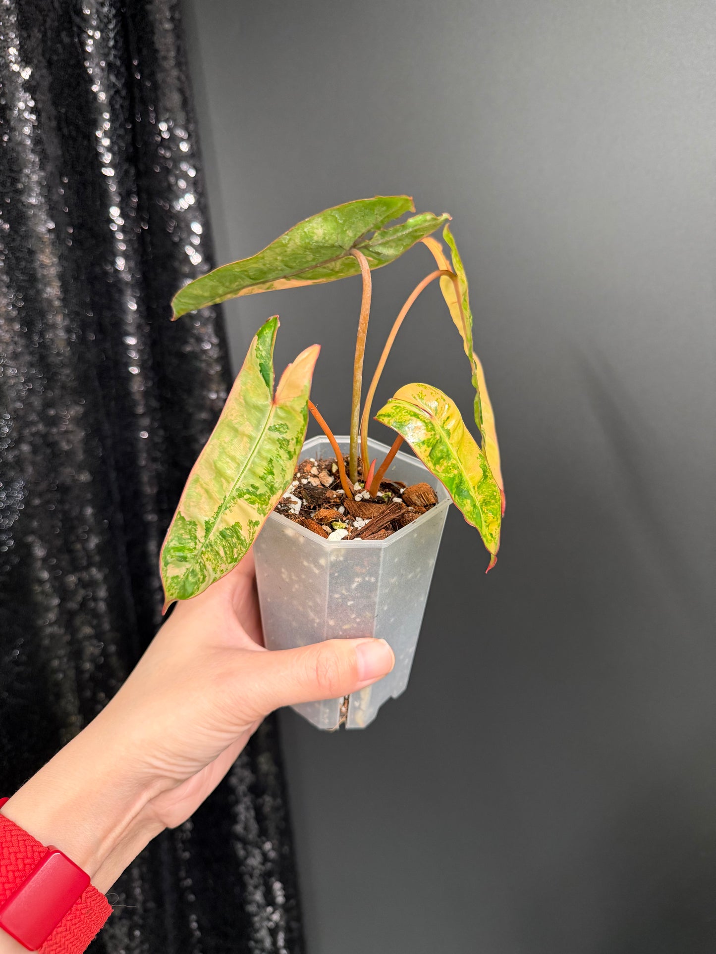 Philodendron Billietiae Variegated in 2.6" Pot