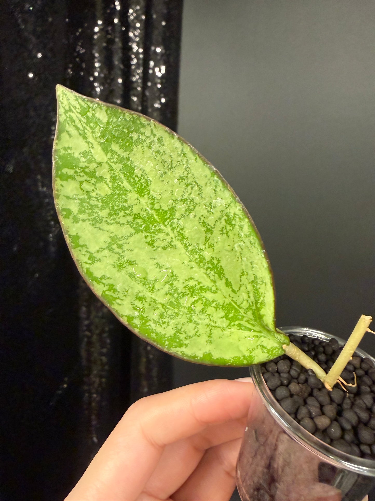 Hoya Patcharawalai 023 Splash, Rooted Cutting