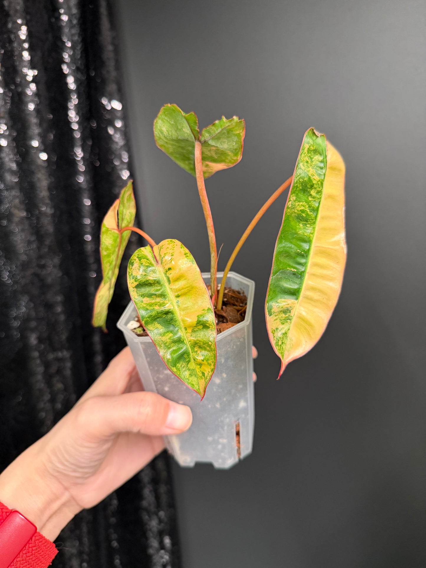 Philodendron Billietiae Variegated in 2.6" Pot
