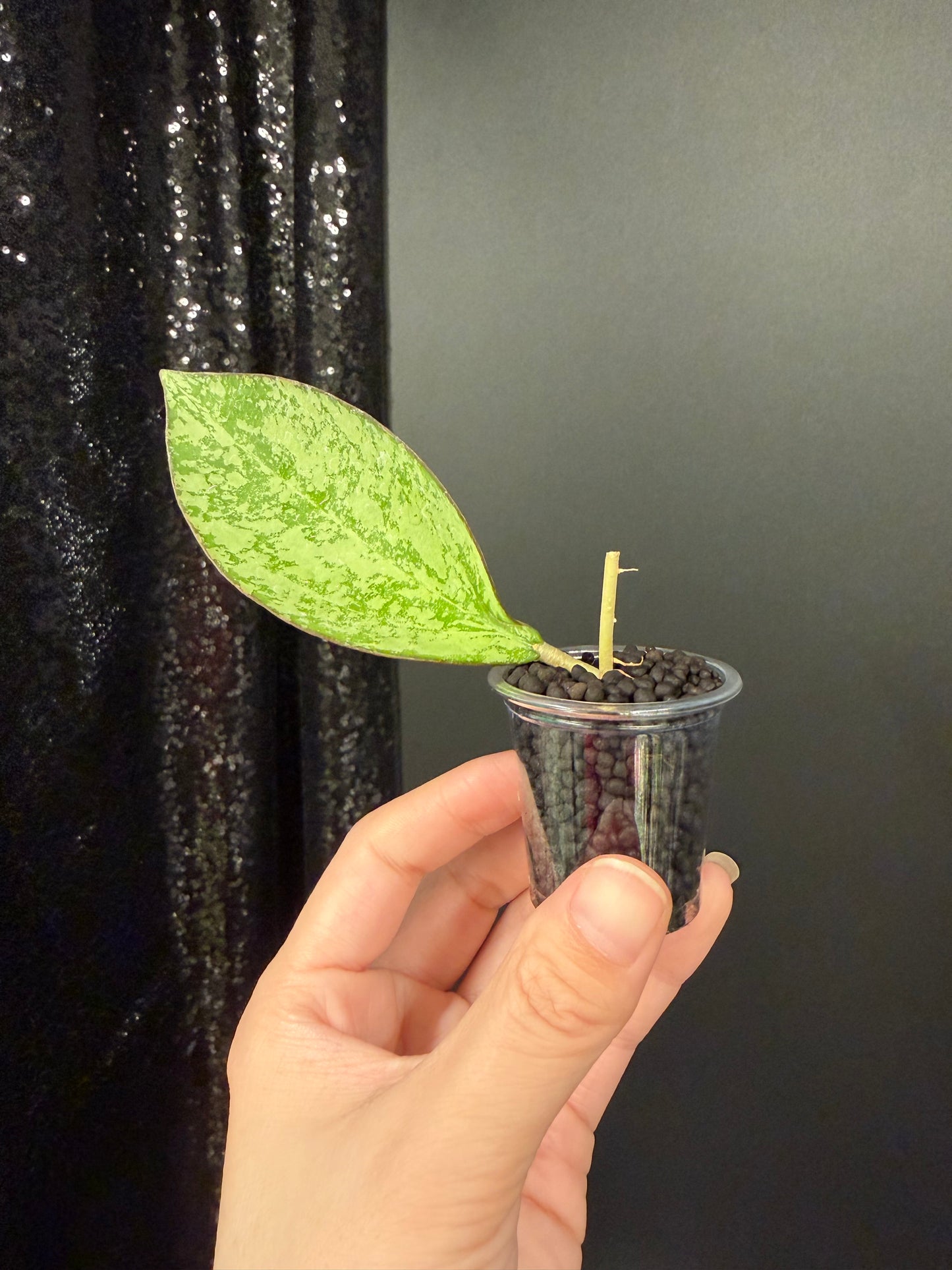 Hoya Patcharawalai 023 Splash, Rooted Cutting