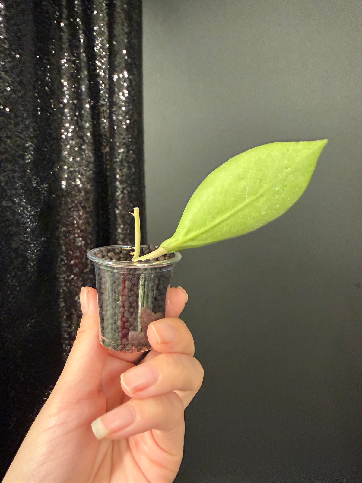 Hoya Patcharawalai 023 Splash, Rooted Cutting