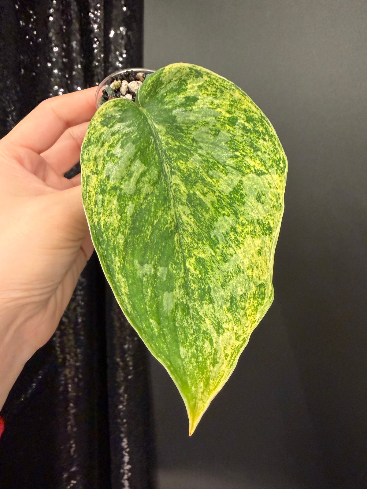 Scindapsus Tembaga Cutting, Slightly Rooted