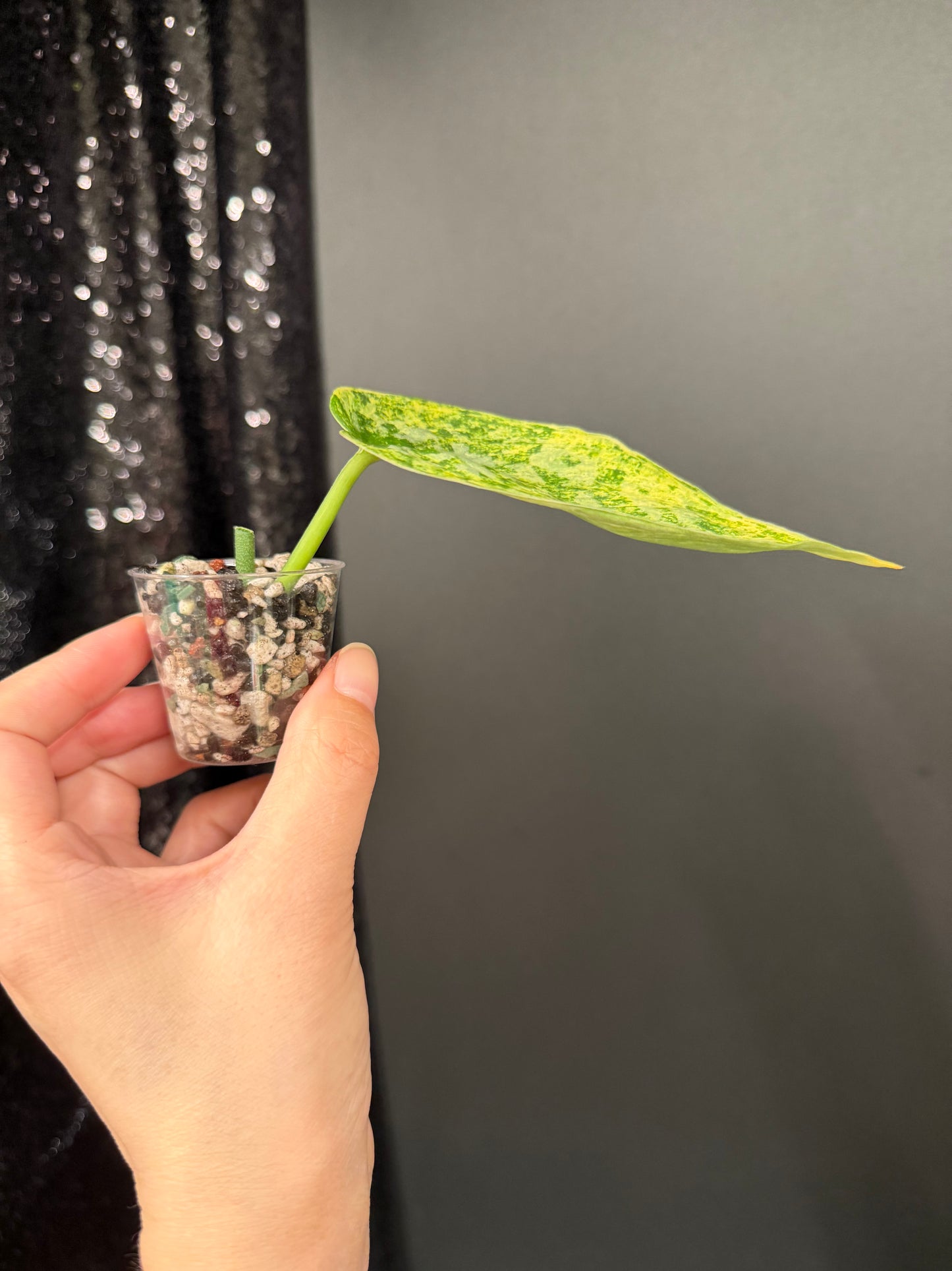 Scindapsus Tembaga Cutting, Slightly Rooted