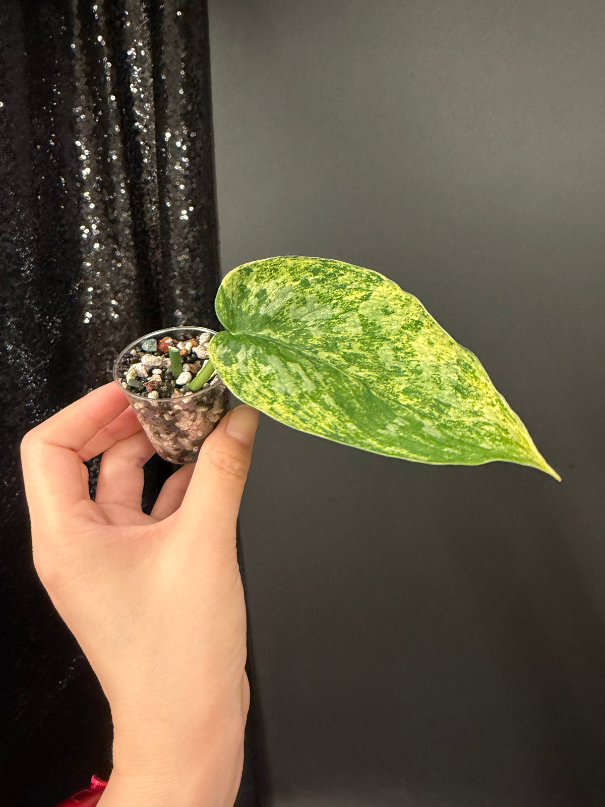 Scindapsus Tembaga Cutting, Slightly Rooted