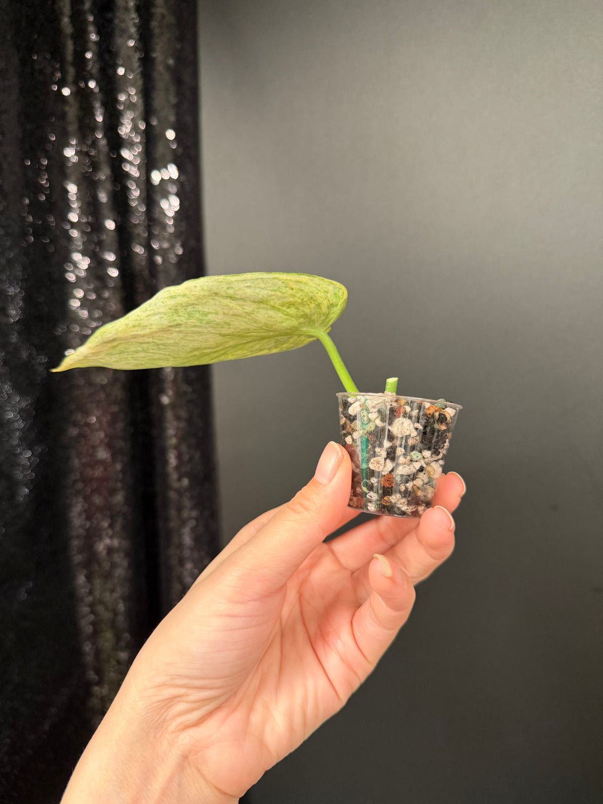 Scindapsus Tembaga Cutting, Slightly Rooted