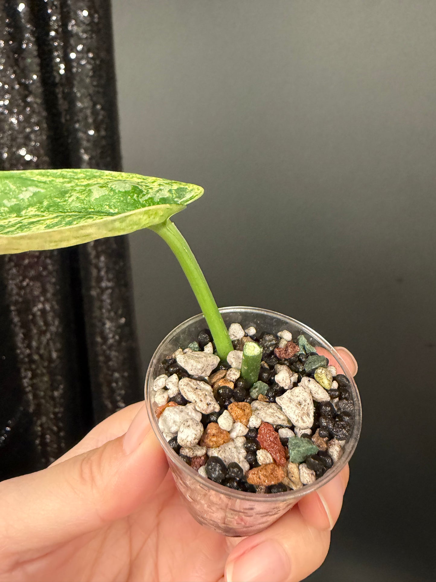 Scindapsus Tembaga Cutting, Slightly Rooted