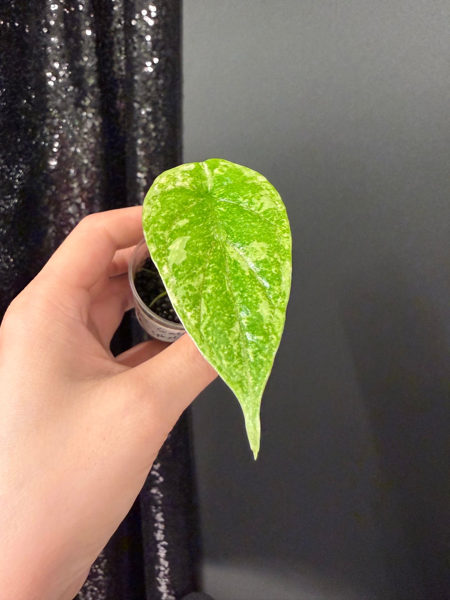 Alocasia Dragon Scale Mint Splash, Corm Grown