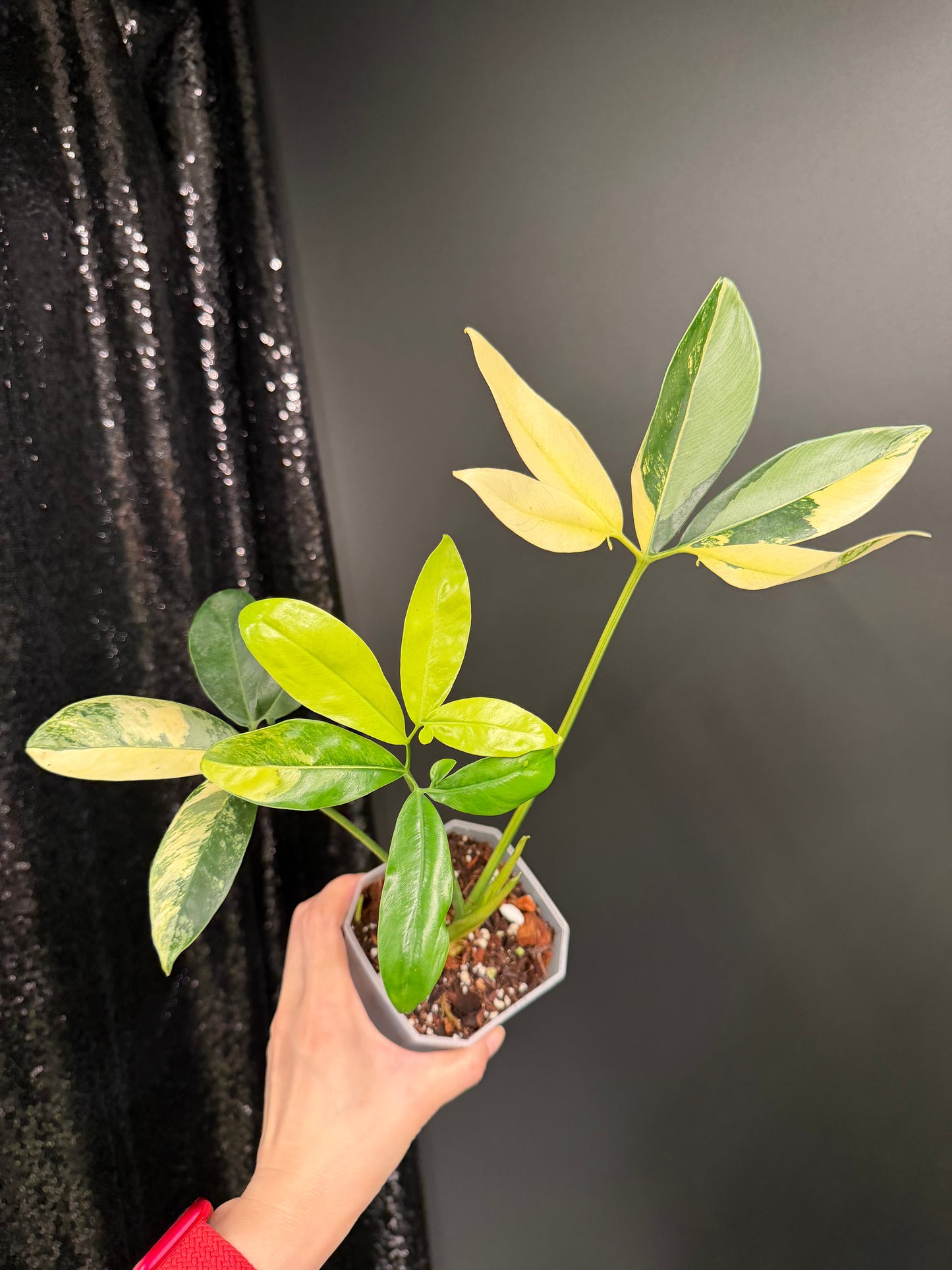Philodendron Goeldii Variegated