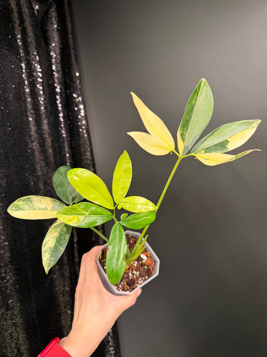 Philodendron Goeldii Variegated