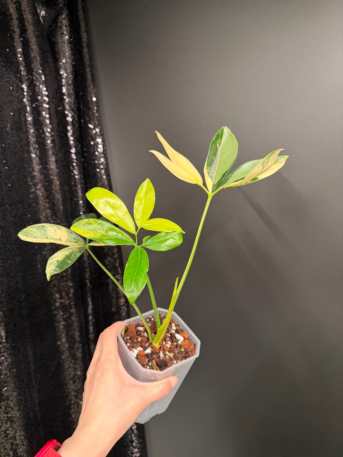 Philodendron Goeldii Variegated