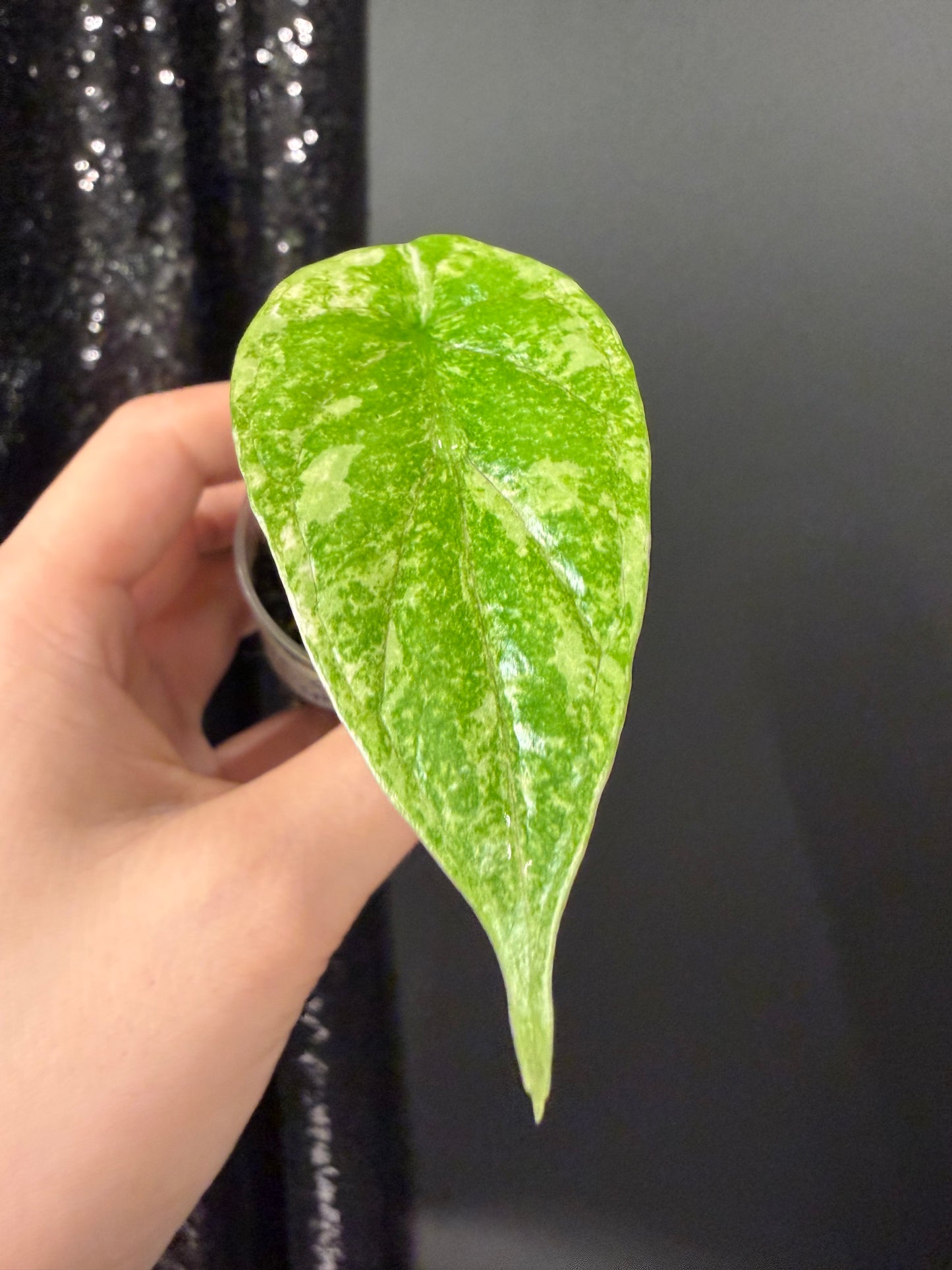 Alocasia Dragon Scale Mint Splash, Corm Grown