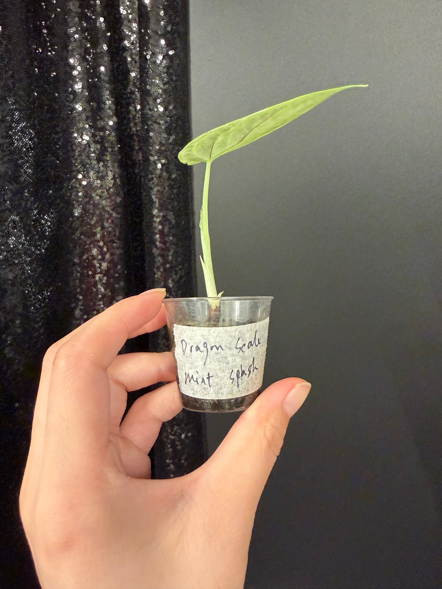 Alocasia Dragon Scale Mint Splash, Corm Grown