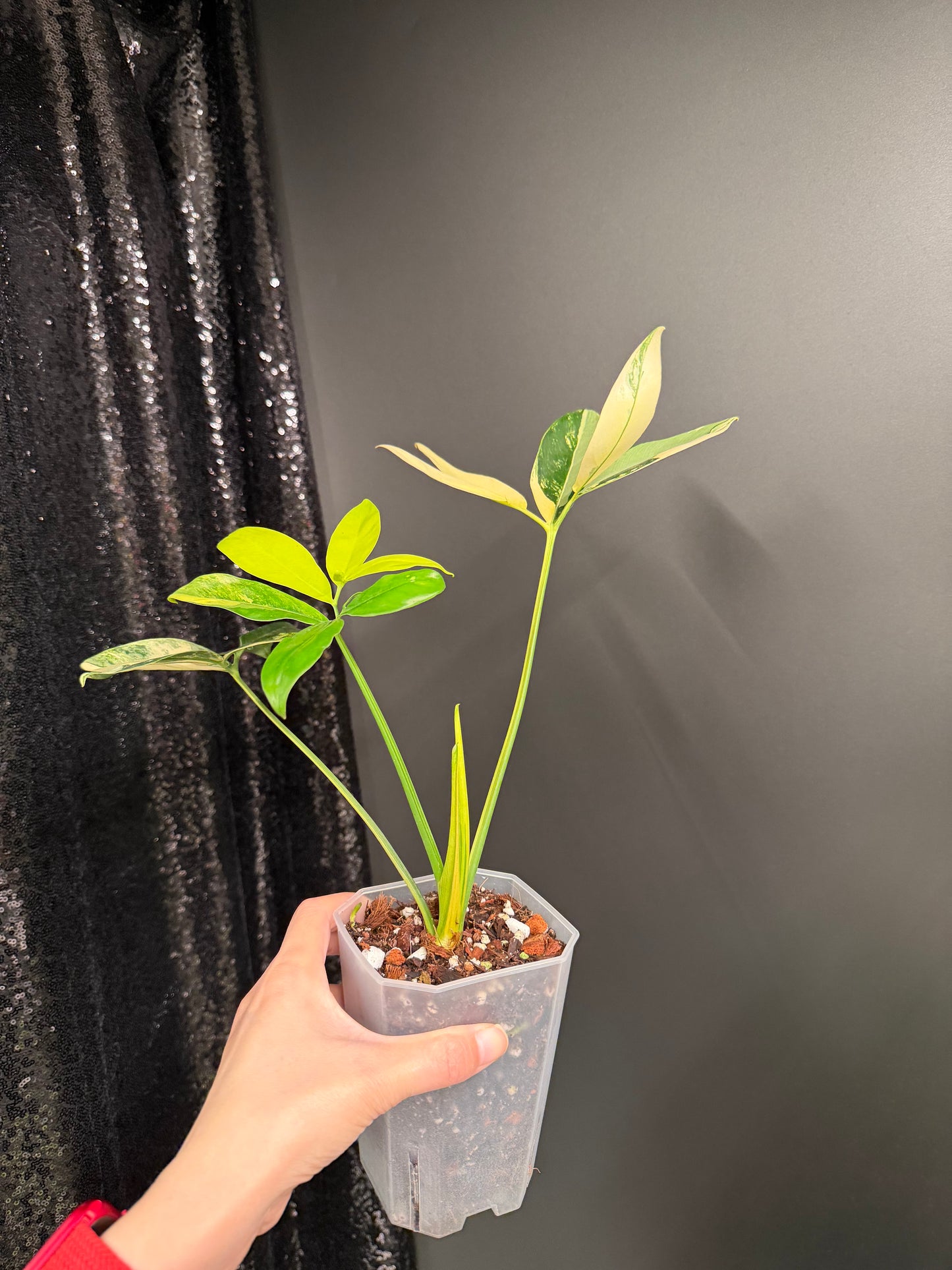 Philodendron Goeldii Variegated