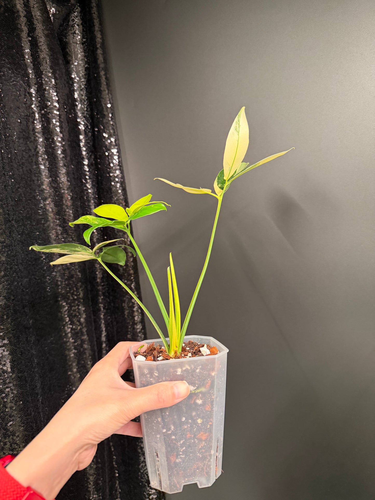 Philodendron Goeldii Variegated