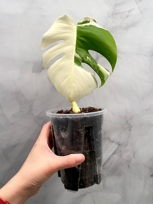 Monstera Albo, High Variegated Plant