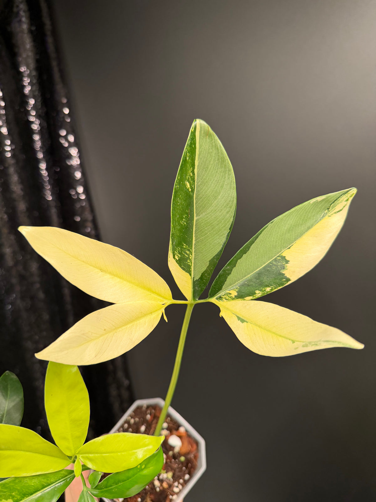 Philodendron Goeldii Variegated
