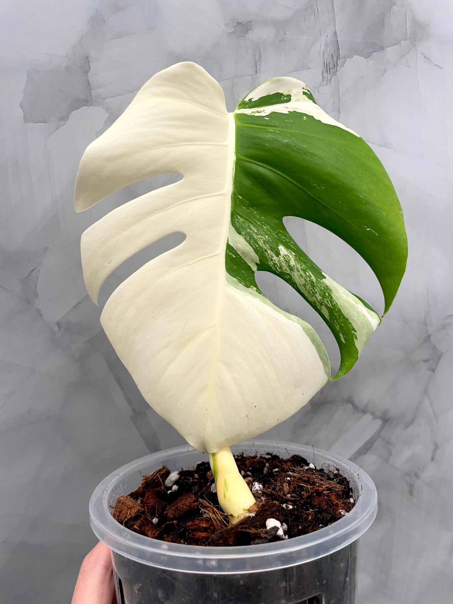 Monstera Albo, High Variegated Plant