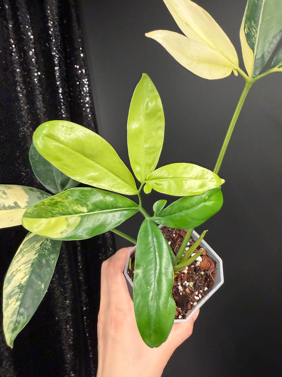 Philodendron Goeldii Variegated