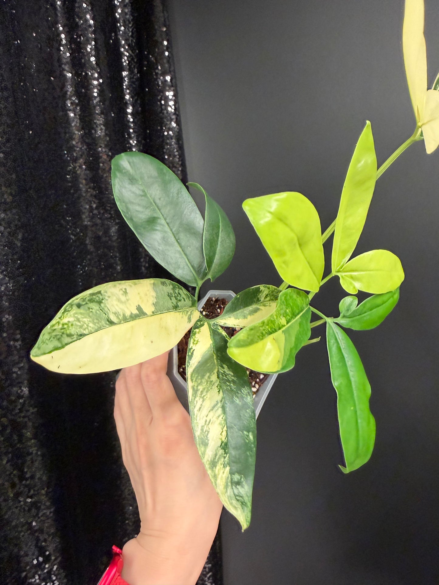 Philodendron Goeldii Variegated