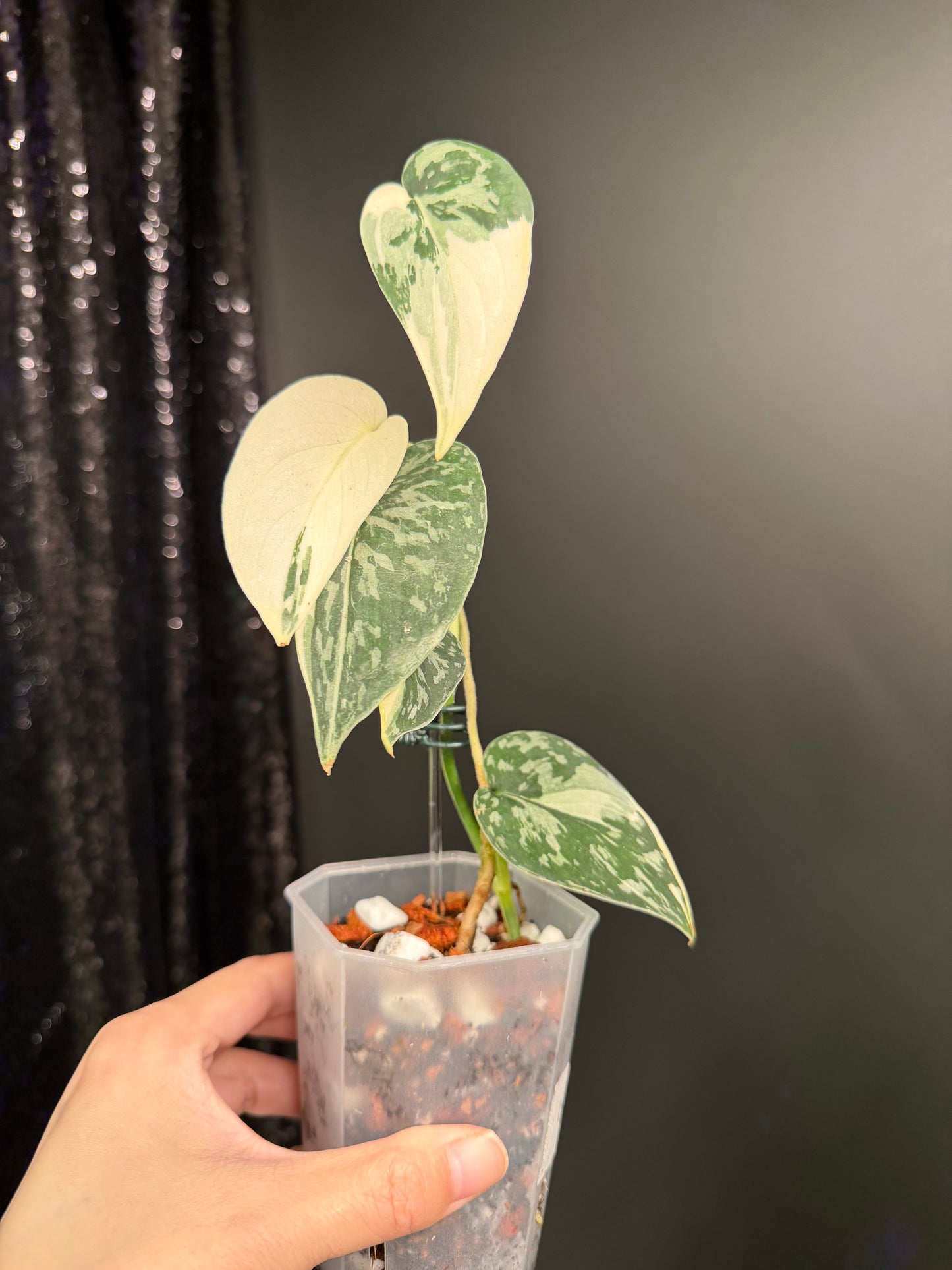 Scindapsus Mayari Variegated