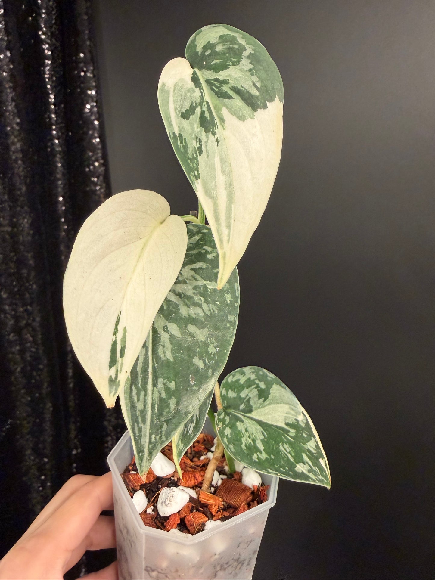 Scindapsus Mayari Variegated