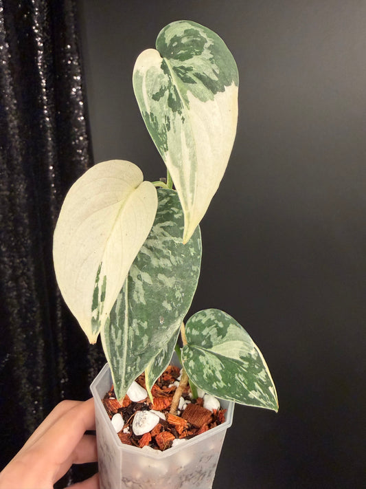 Scindapsus Mayari Variegated