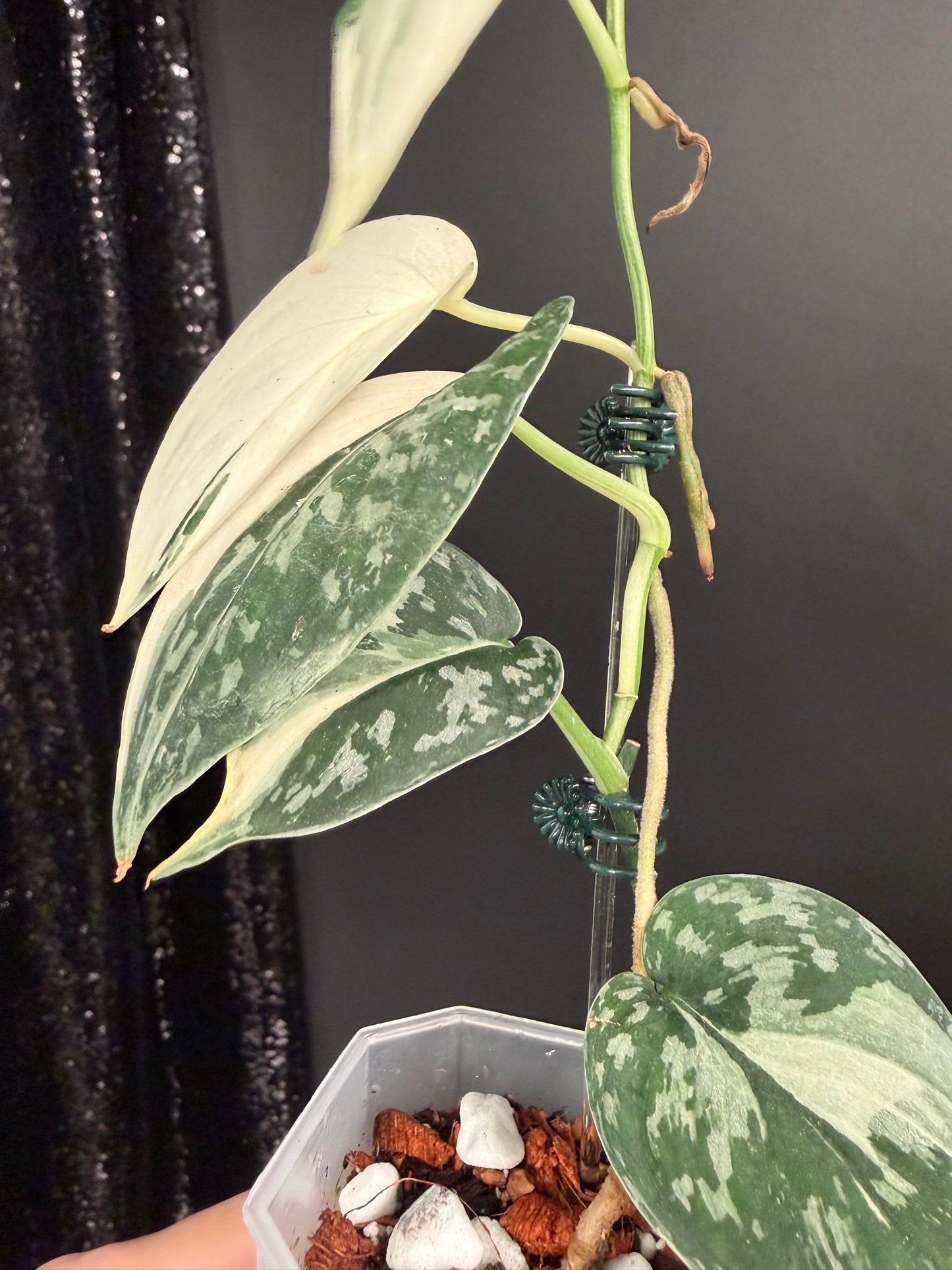 Scindapsus Mayari Variegated