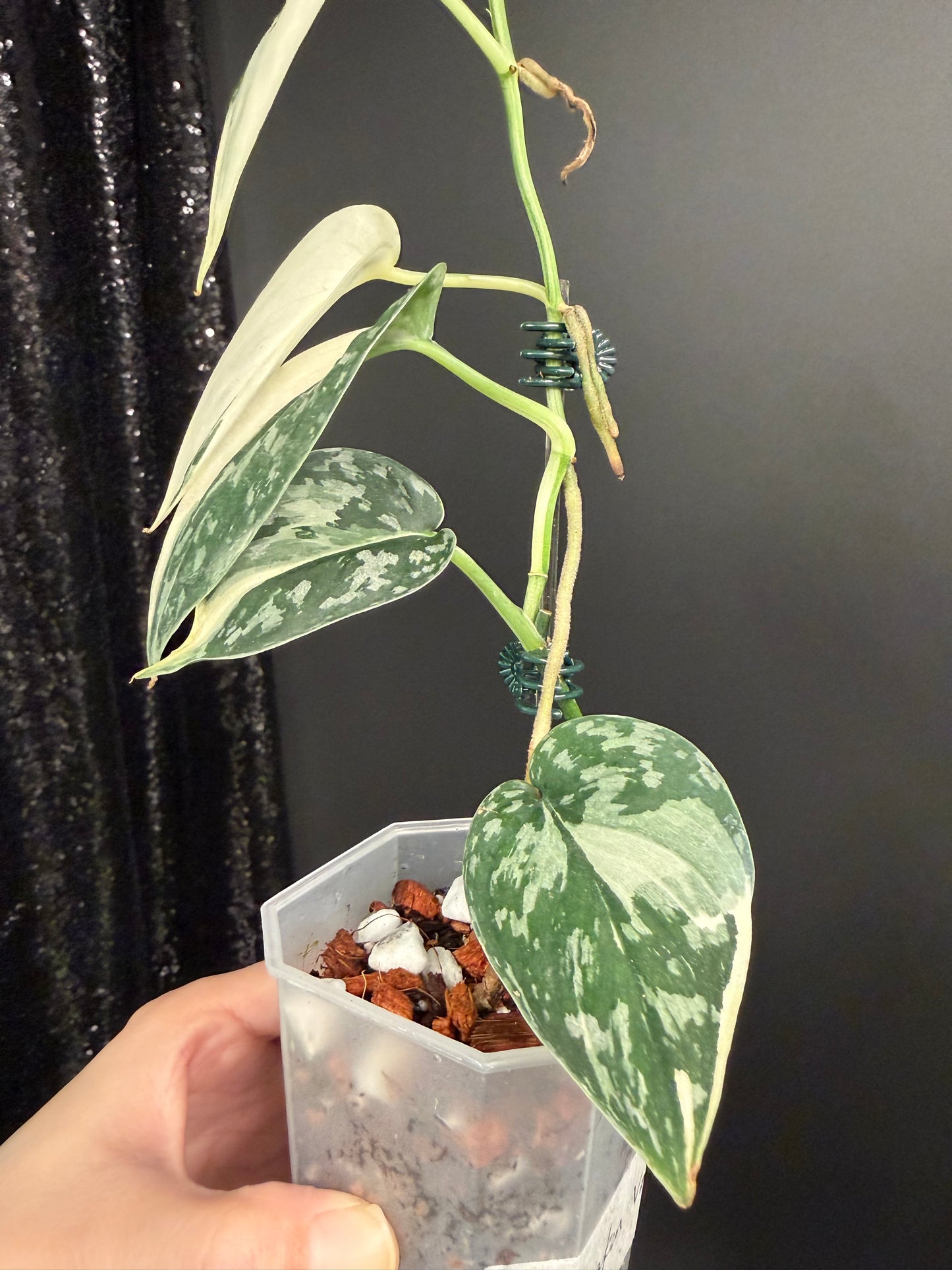 Scindapsus Mayari Variegated