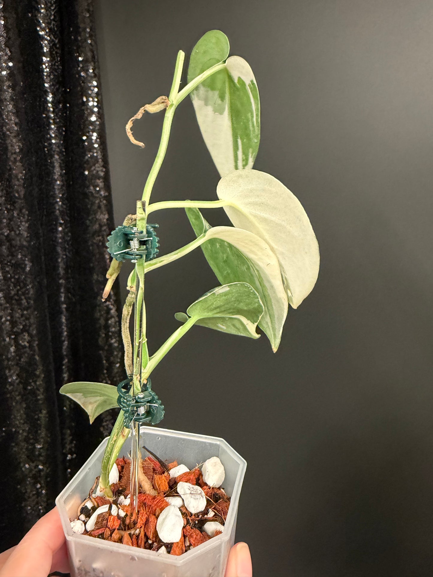 Scindapsus Mayari Variegated