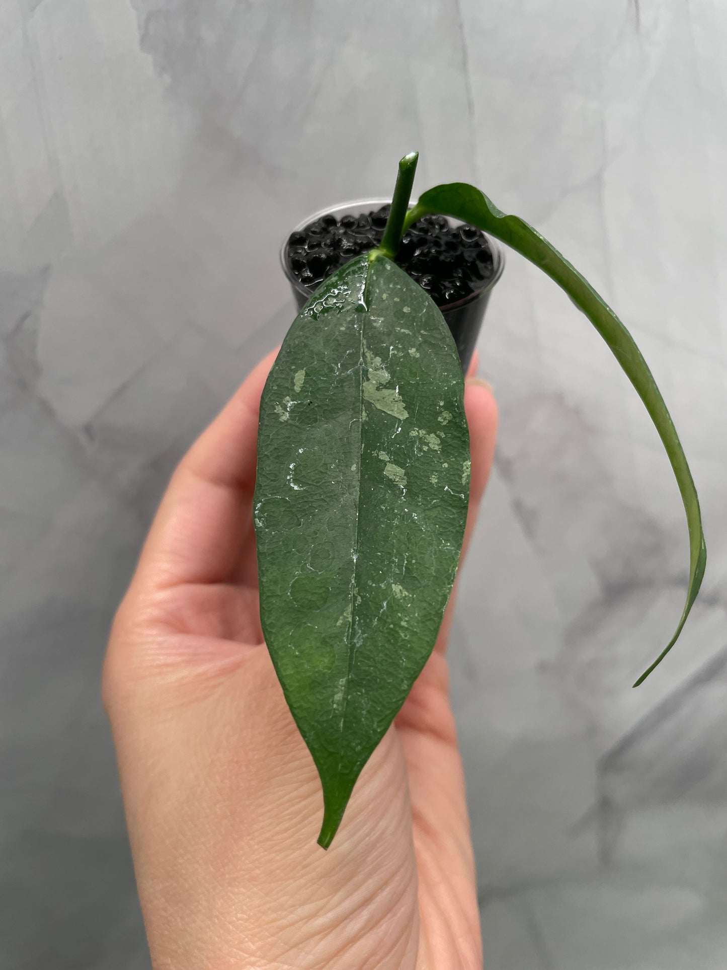 Hoya Campanulata Splash Unrooted Cutting