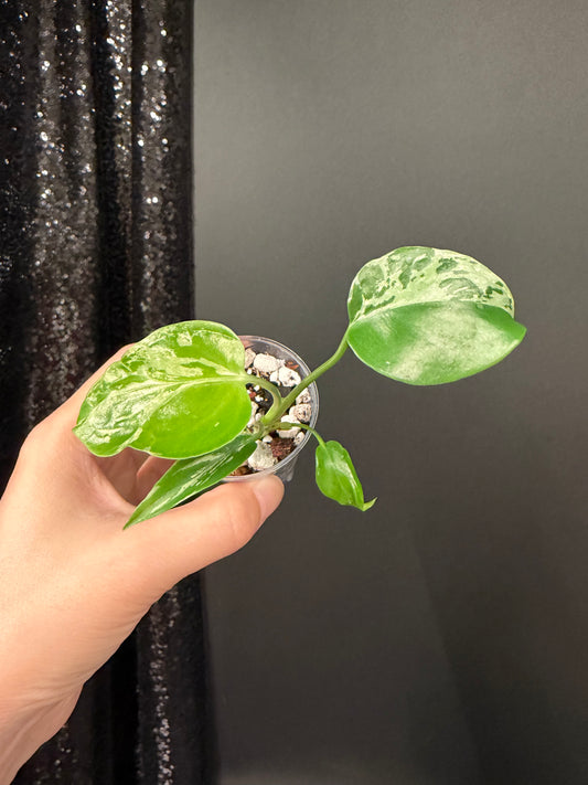 Monstera Bulbasaur Starter