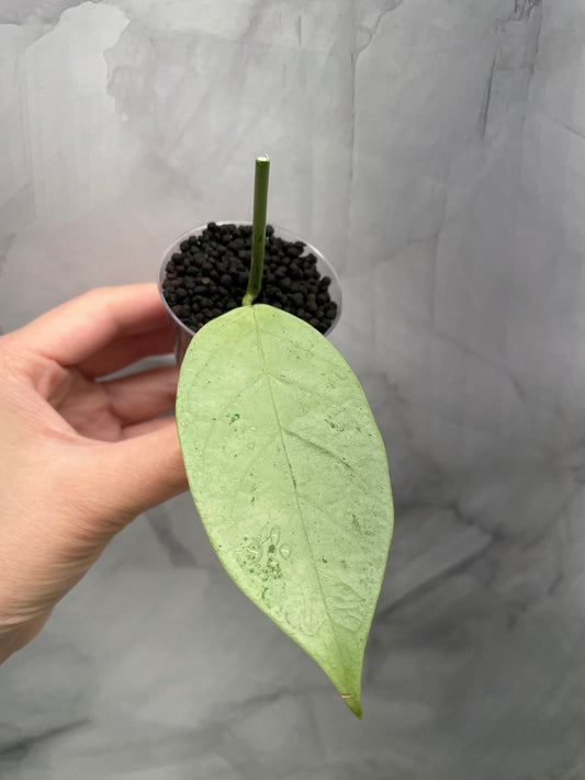 Hoya Coriacea Silver Unrooted Cutting