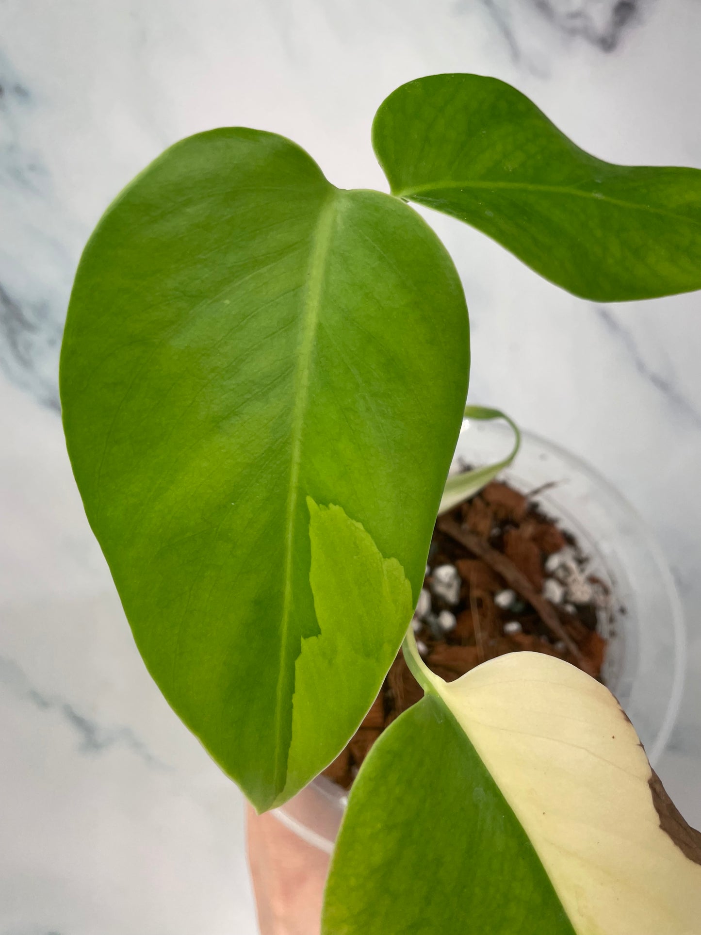 Monstera Aurea High Var Rooted Plant